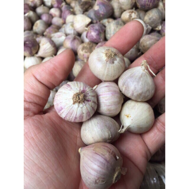 Combo 5kg Tỏi Cô Đơn Phan Rang loại làm Tỏi Đen