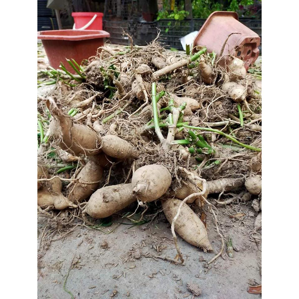 Củ hoa thược dược cánh kép nhiều màu,củ khỏe,dễ trồng