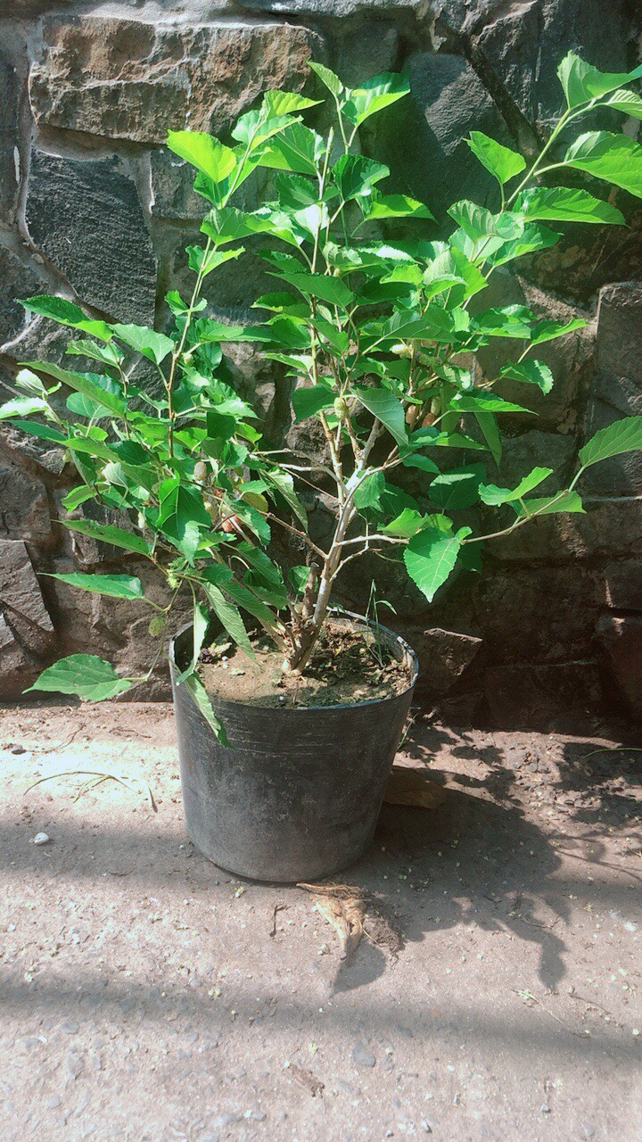 Cây Dâu Tằm