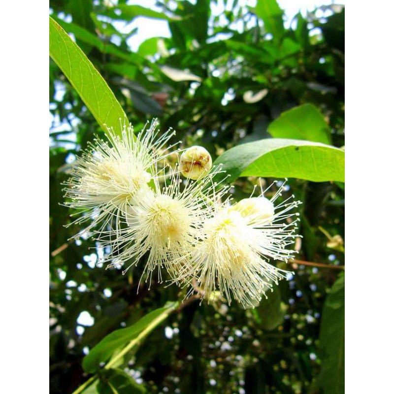 Cây Mận Trắng Sữa (siêu sớm)