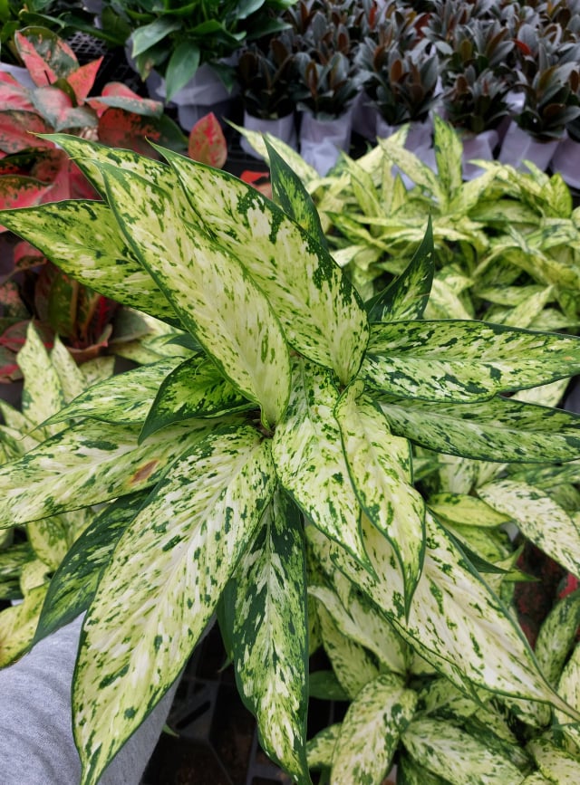 Dieffenbachia Starbright Super Lush With FREE Plastic Pot Pebbles And Soil Real Plants Not 