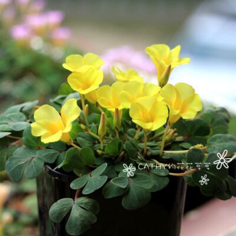 củ hoa oxalis dòng luteola