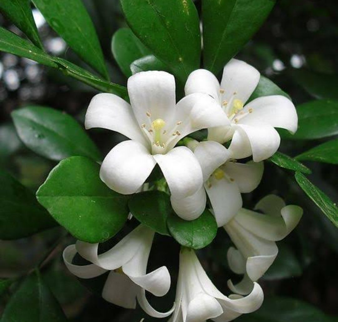 SWEET AND FLORAL SCENTED Murraya Paniculata 