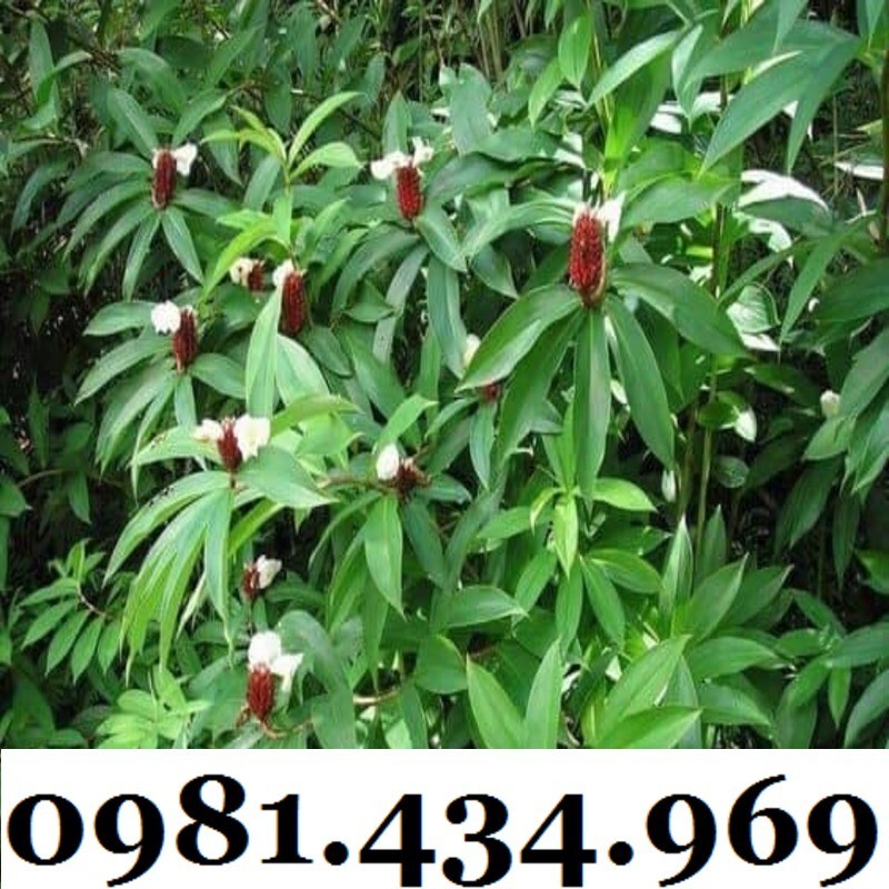 Củ Mía Dò (Cát Lồi) 01KG Tự Nhiên Chất Ngon