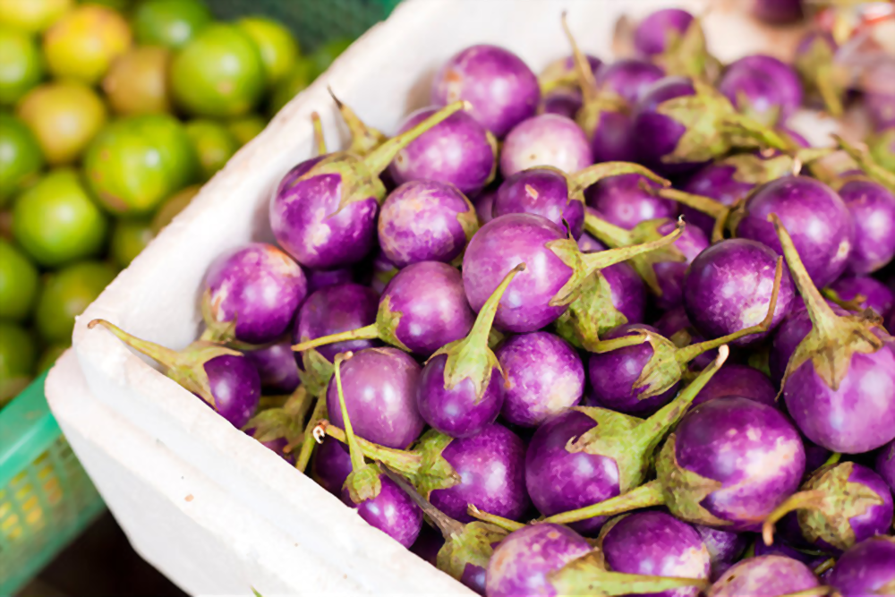 Hạt giống cà pháo tím (sai quả, muối ăn rất giòn).