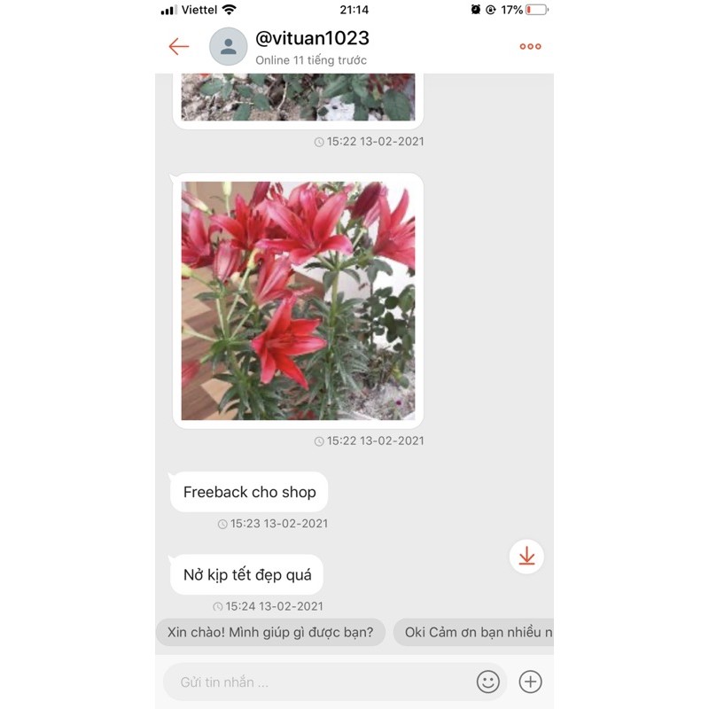 Củ hoa ly cao ly lùn chuẩn hà lan
