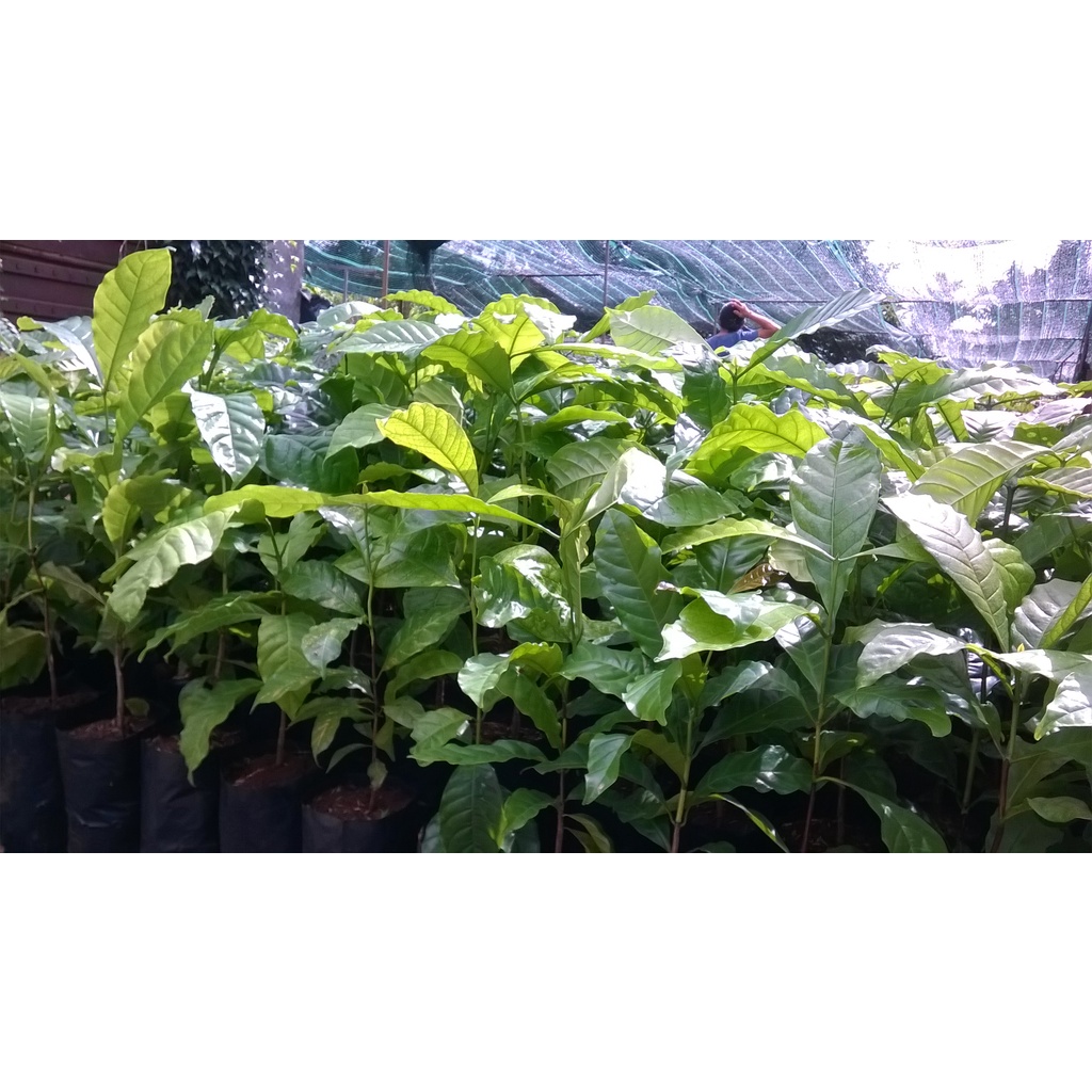 cây cà phê arabica giống