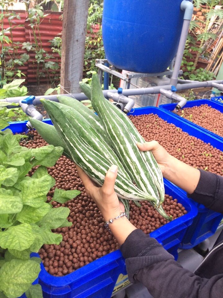 Viên đất nung trồng sen đá Thái Lan  Gói 1 lít