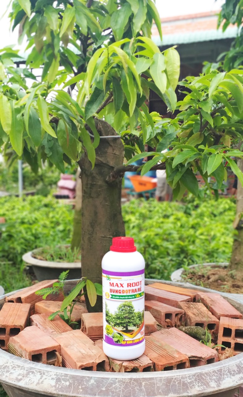 Phân bón Maxroot mai vàng Bung đọt - phục hồi nhanh 0,5L