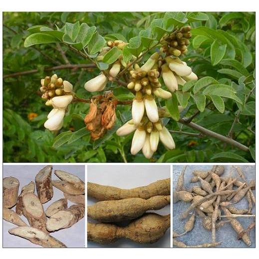 bầu cây giống cây cát sâm (Cây Sâm Nam)