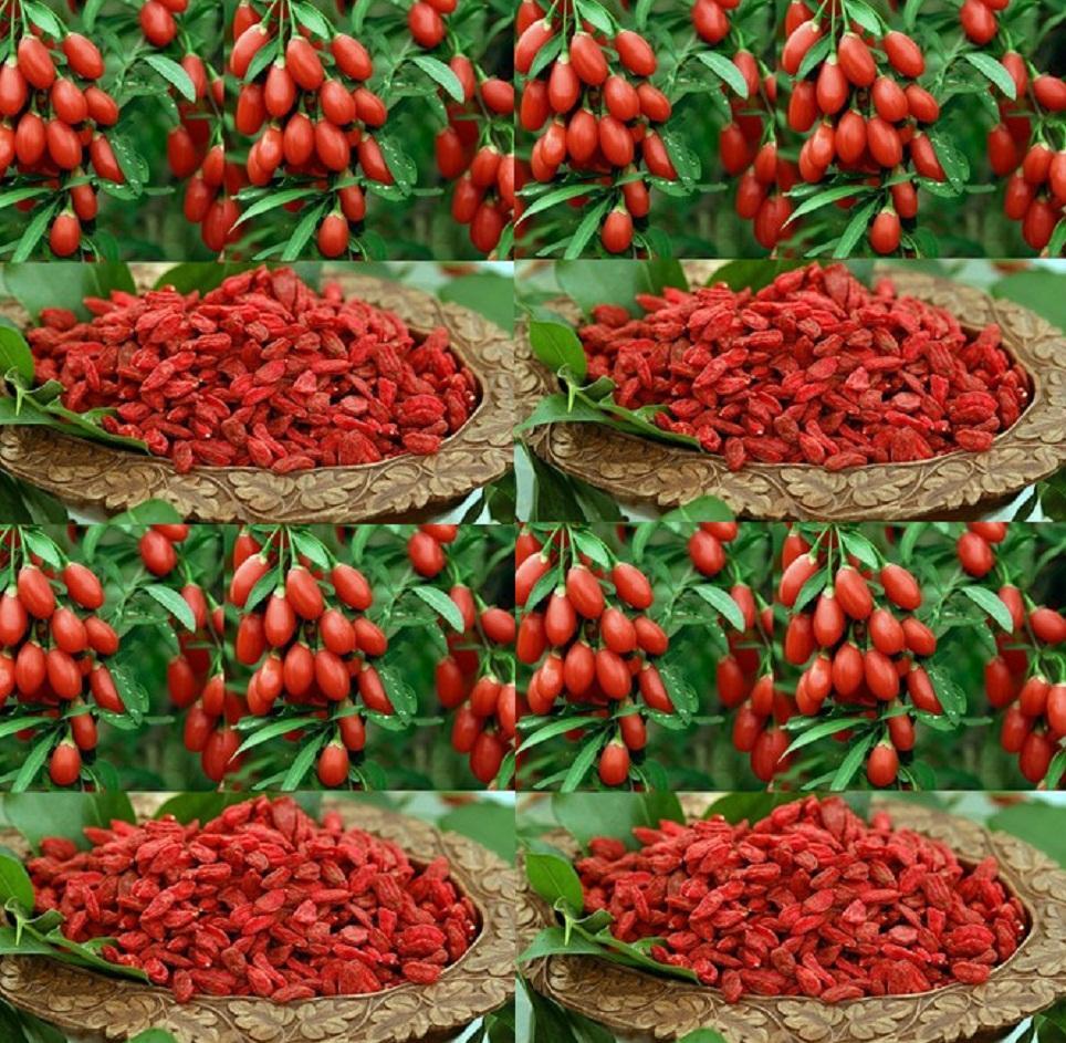 500g Quả Kỷ Tử sấy khô -  có tặng quà