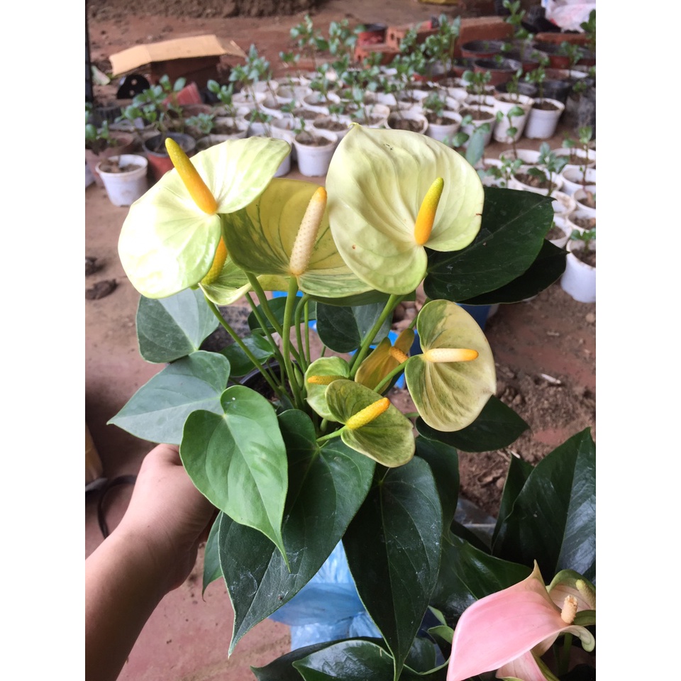 Chậu cây hồng môn MÀU VÀNG - cây phong thủy để bàn