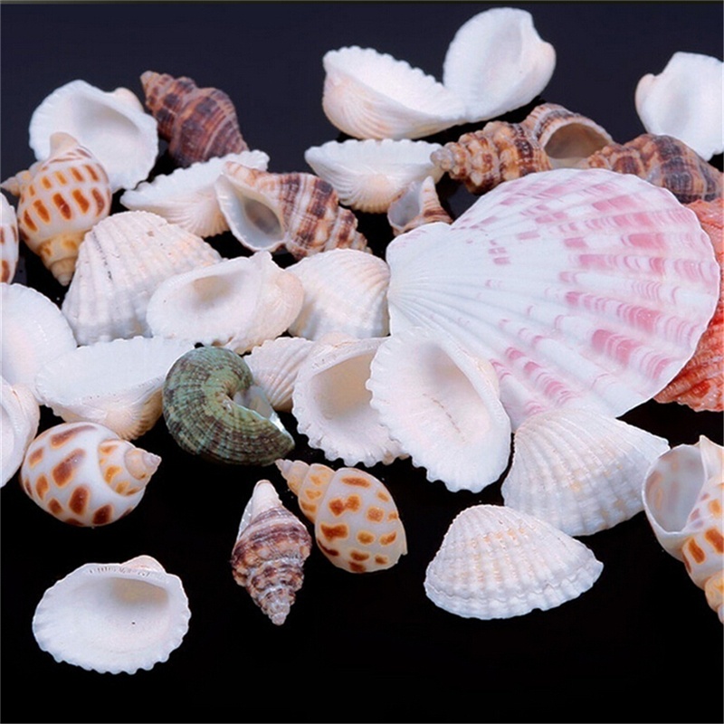 100g Beach Mixed SeaShells Mix Sea Shells Shell Craft SeaShells Aquarium Decor. 