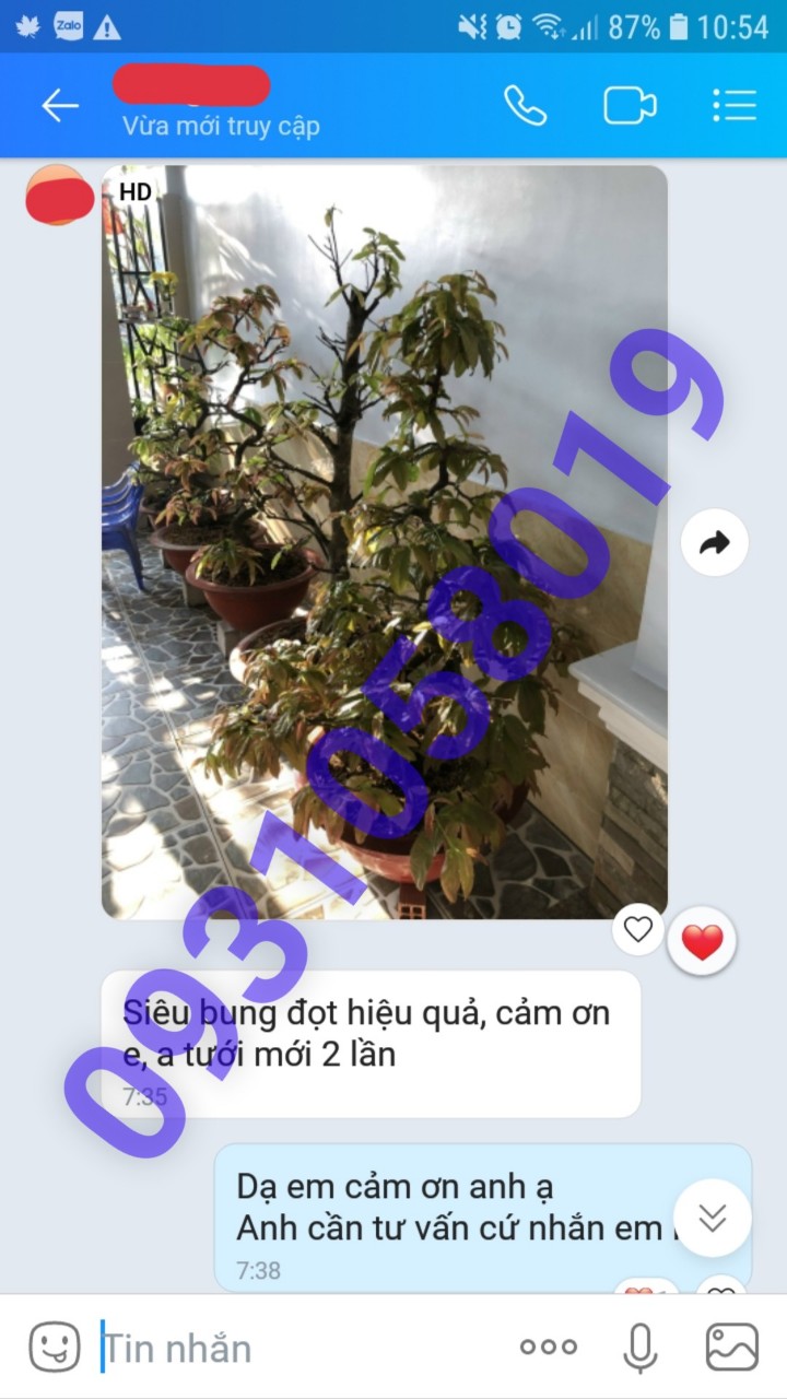 BUNG ĐỌT MAI VÀNG (SIÊU BUNG ĐỌT 1 LÍT)
