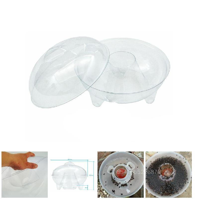 Bẫy bắt ruồi trong suốt hiệu quả mới