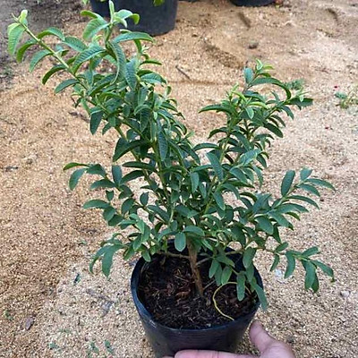 Cây ổi nhật, ổi lá kim siêu đẹp