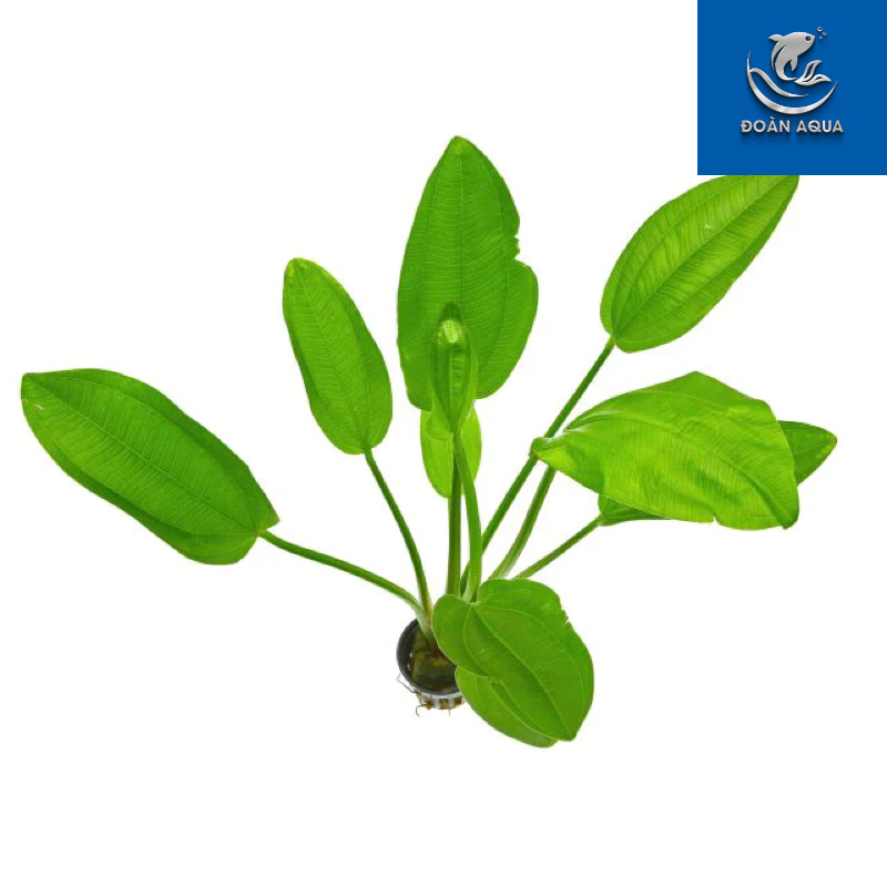 SIÊU RẺ Echinodorus - Cây Lan Nước (Có Rễ) - Cây Thuỷ Sinh