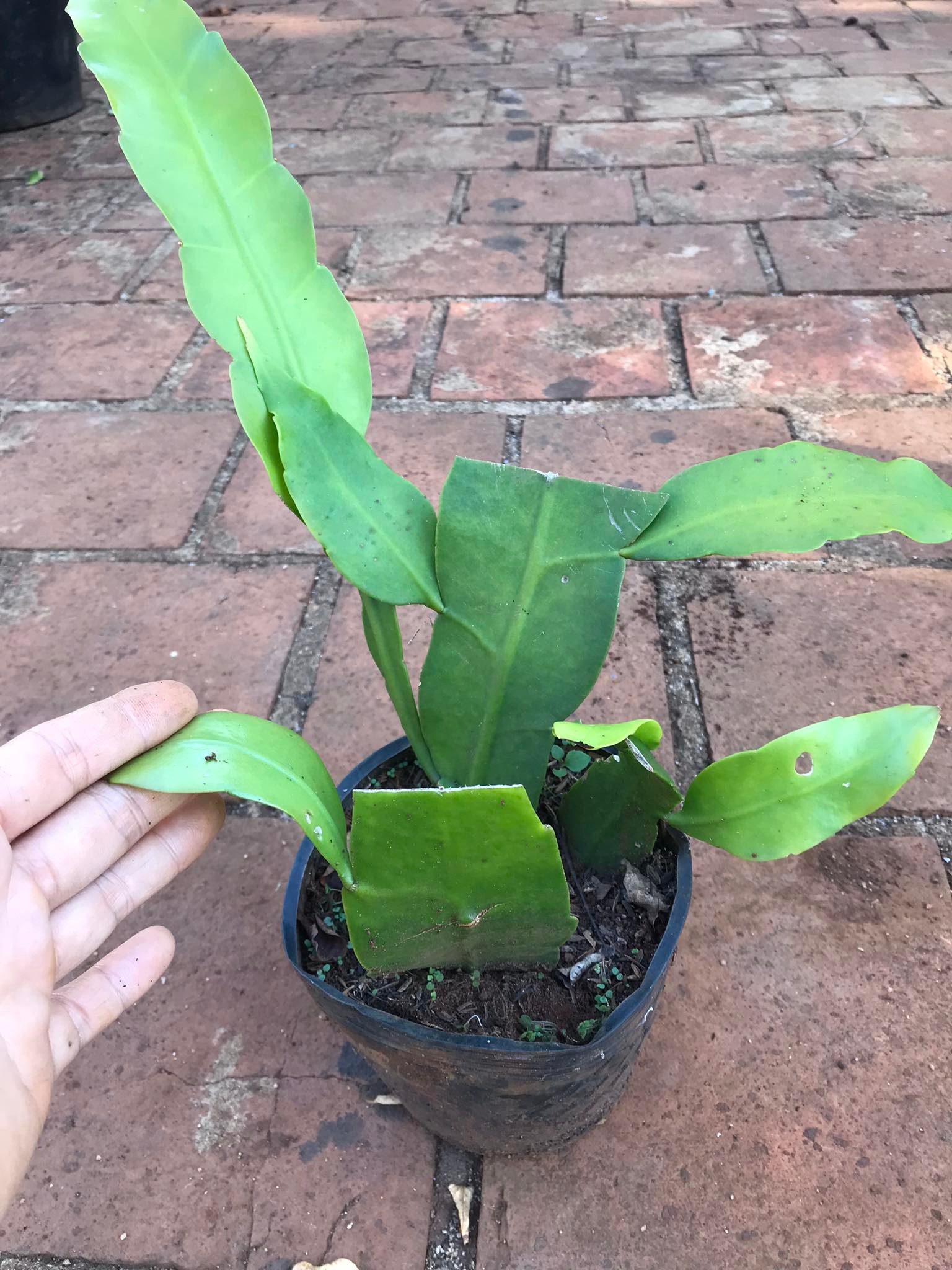 Quỳnh Hương- Dạ Quỳnh - Chậu Giống