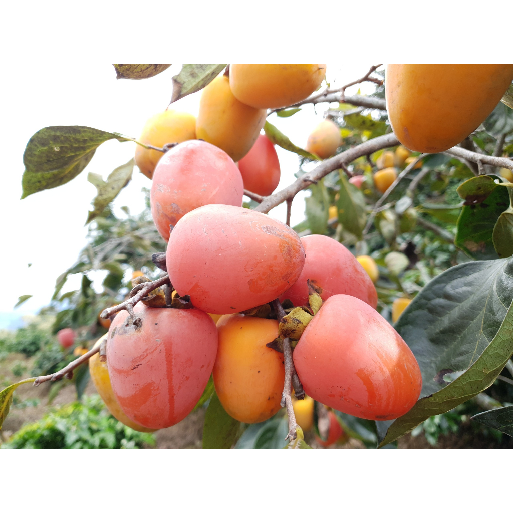 Cây giống hồng trứng láng đặc sản lâm đồng