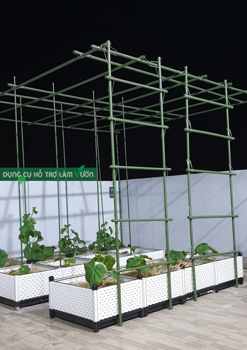 ĐẶC TRỊ BỌ TRĨ Minecto Star