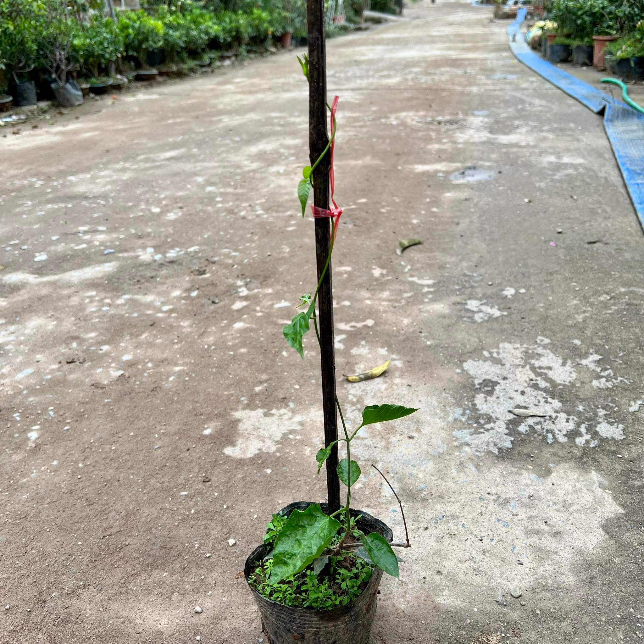 cây hoa thiên lý siêu hoa (Ảnh thật)