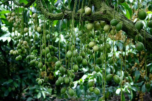 Cây dâu da xanh giống chuẩn (ảnh thật)