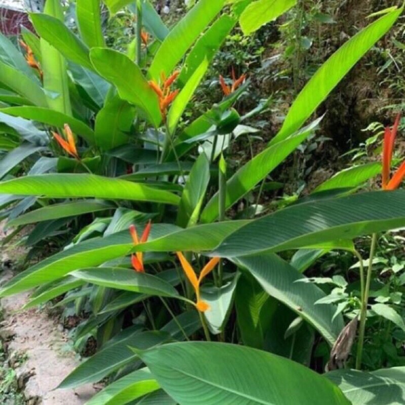 Củ giống Chuối Mỏ Két (Hoa Thiên Điểu) - Giống Hoa Cảnh Nhập Khẩu