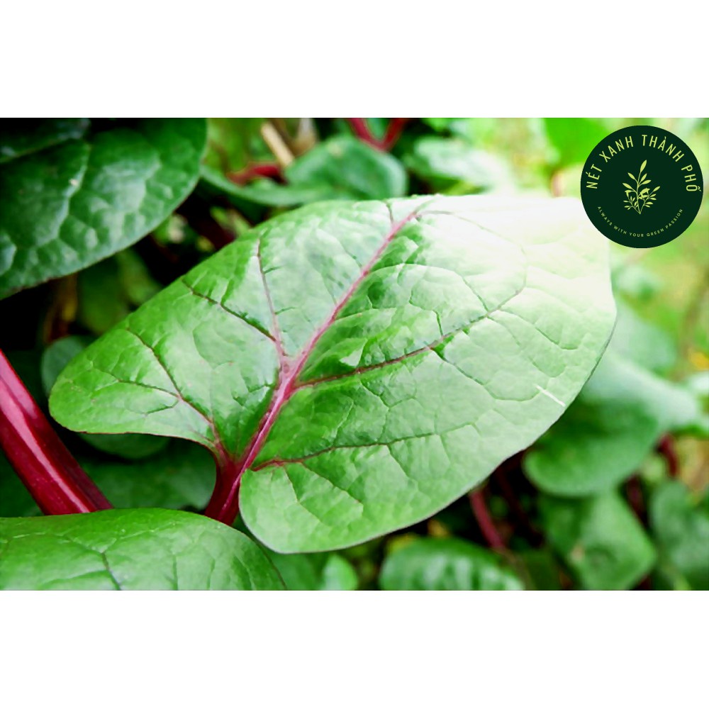 Hạt giống Mồng Tơi Đỏ (mồng tơi tím) - H2T FARM