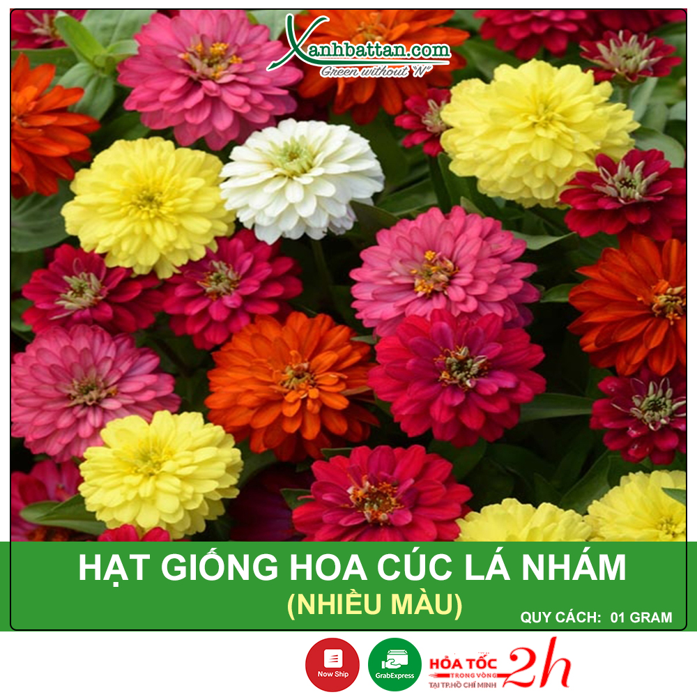 Hạt Giống Hoa Cúc Lá Nhám Gói 1 Gram