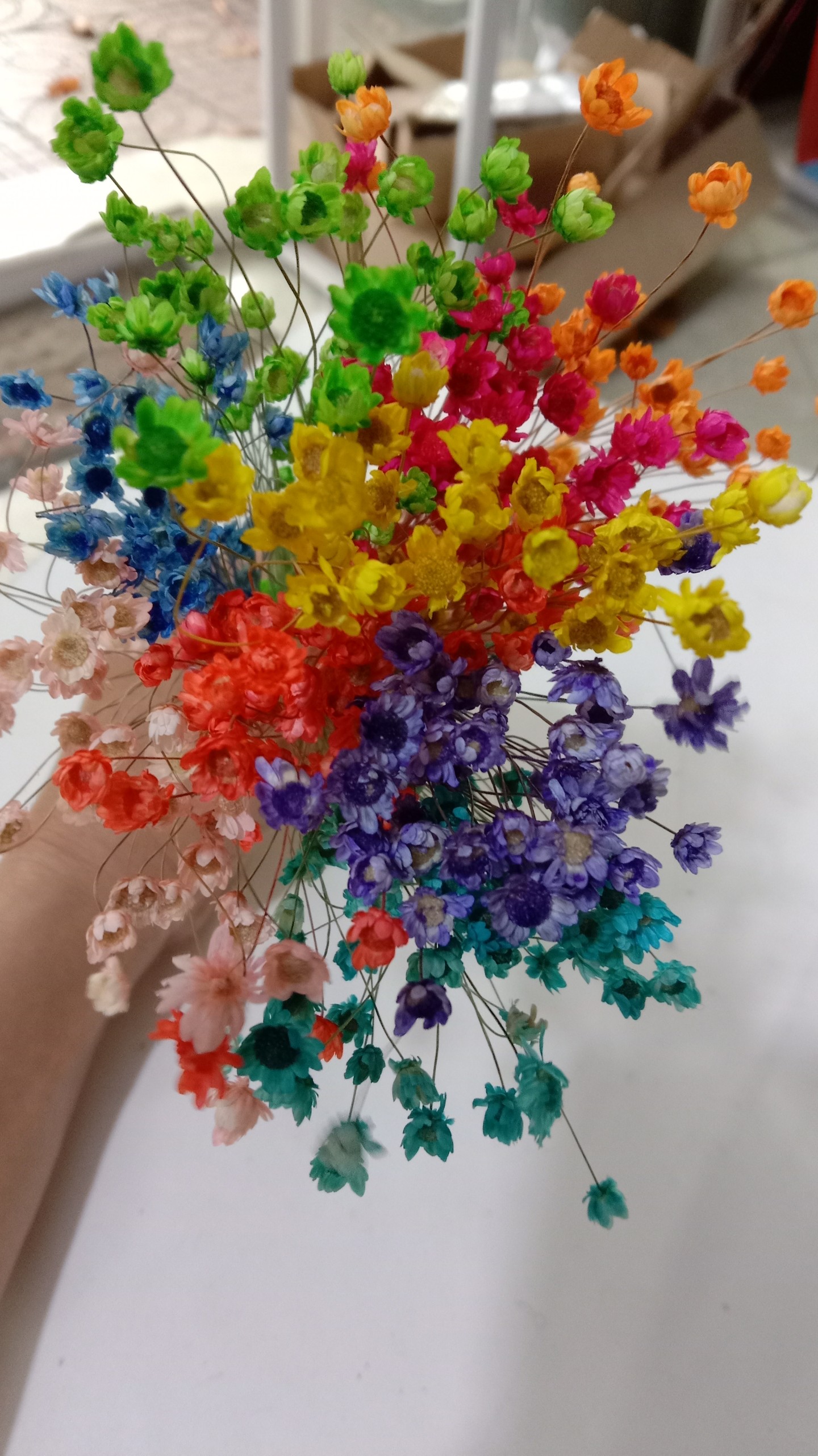 hoa khô - cúc mini - ngâm nước khép lại