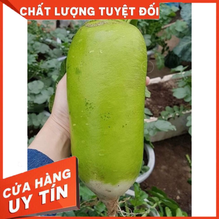 CỦ CẢI HÀN QUỐC SIÊU TO KHỔNG LỒ