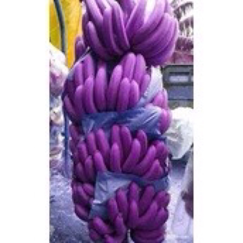 Cây giống chuối tím 50cm
