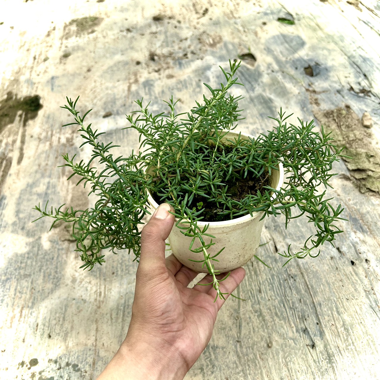 Cây Hương Thảo Rủ
