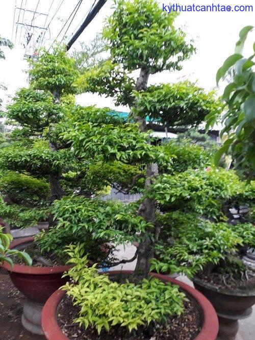 Cây Mai Chiếu Thủy, cây phôi bonsai