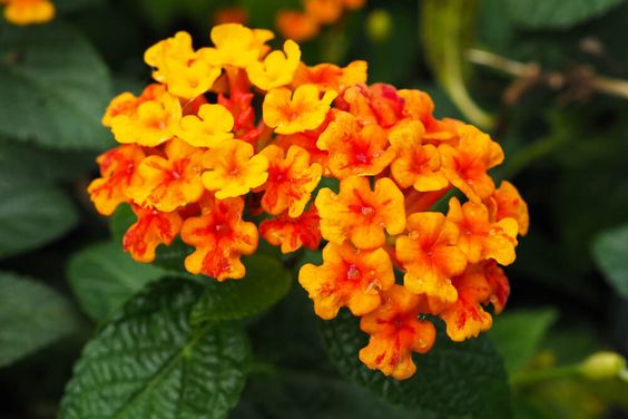 Lantana real live outdoor plant 马缨丹 anak pokok bunga hidup hiasan rumah ...