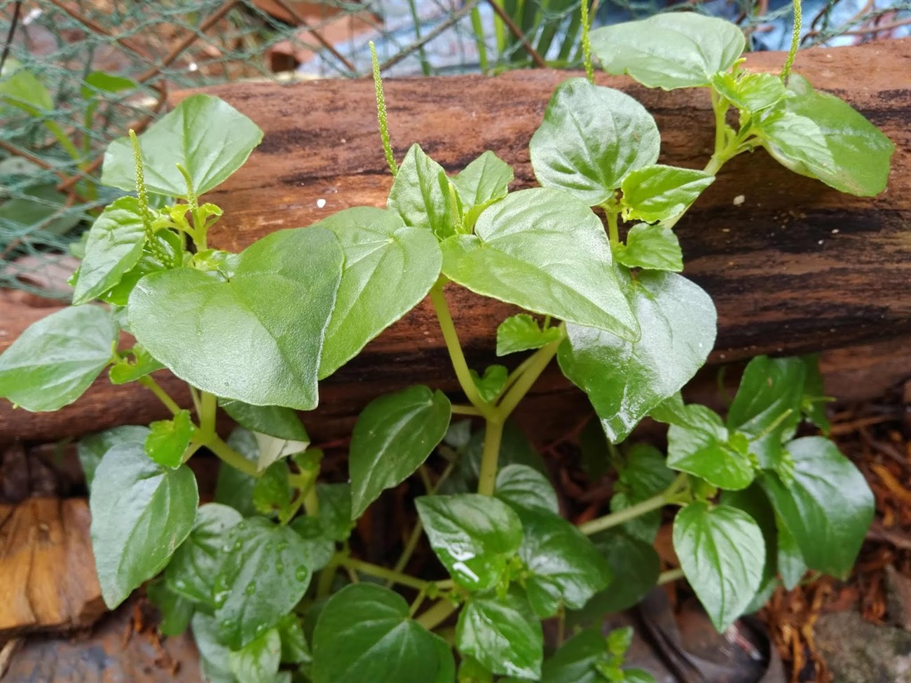 rau càng cua - bầu cây giống