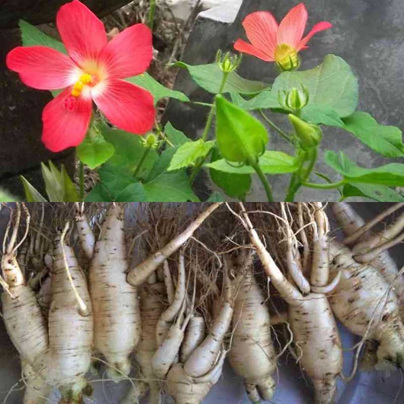 Hạt Giống Sâm Bố Chính Thảo Dược (ECO.449)
