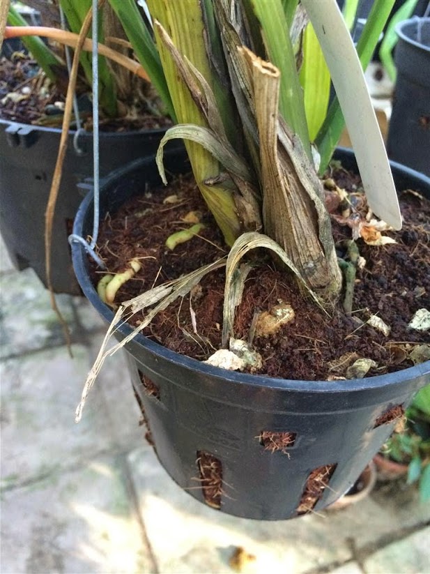 Đất Sạch Trồng Cây Giàu Dinh Dưỡng