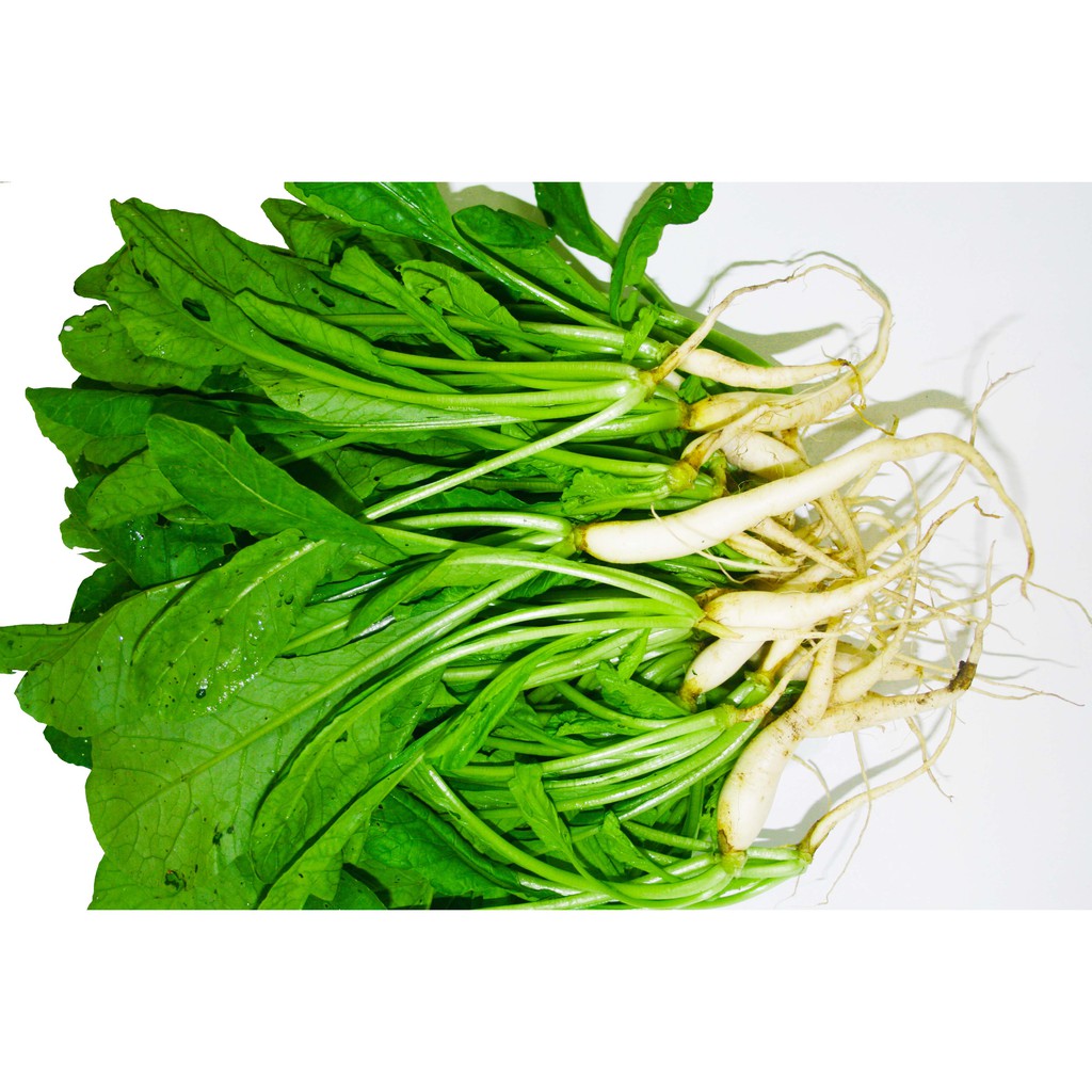 Hạt giống củ cải ăn lá (cải kẹp, rau mướp bú) 20g (lá to, có vị đặc trưng, mùi thơm)