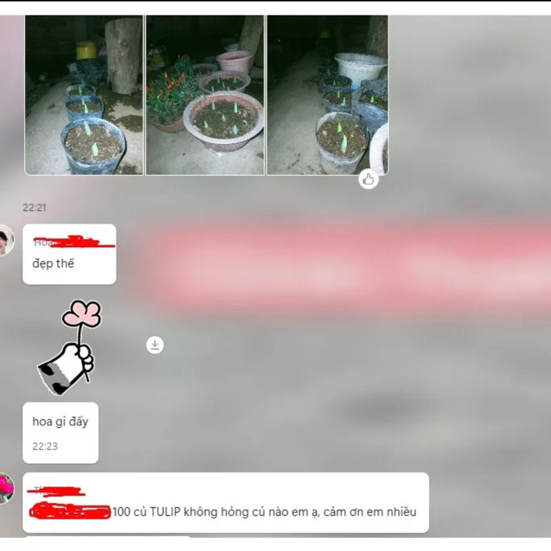 Củ hoa tuylip kép vàng(2 củ)