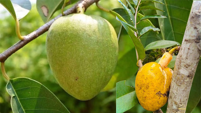 Hạt giống bình bát dây - gói 20 hạt - VTNT