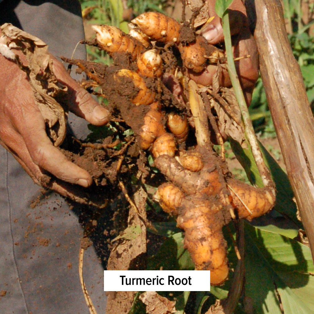 [Banyan Botanicals] Turmeric Milk Mix - Sữa Nghệ