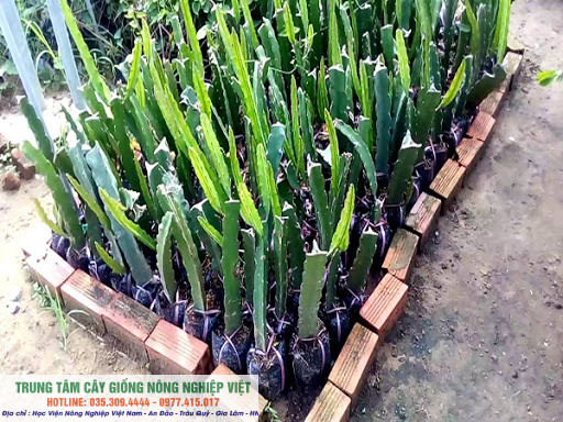 Cây thanh long vỏ vàng giống chuẩn độc lạ