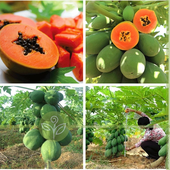 com bo 2 cây giống đu đủ ruột đỏ