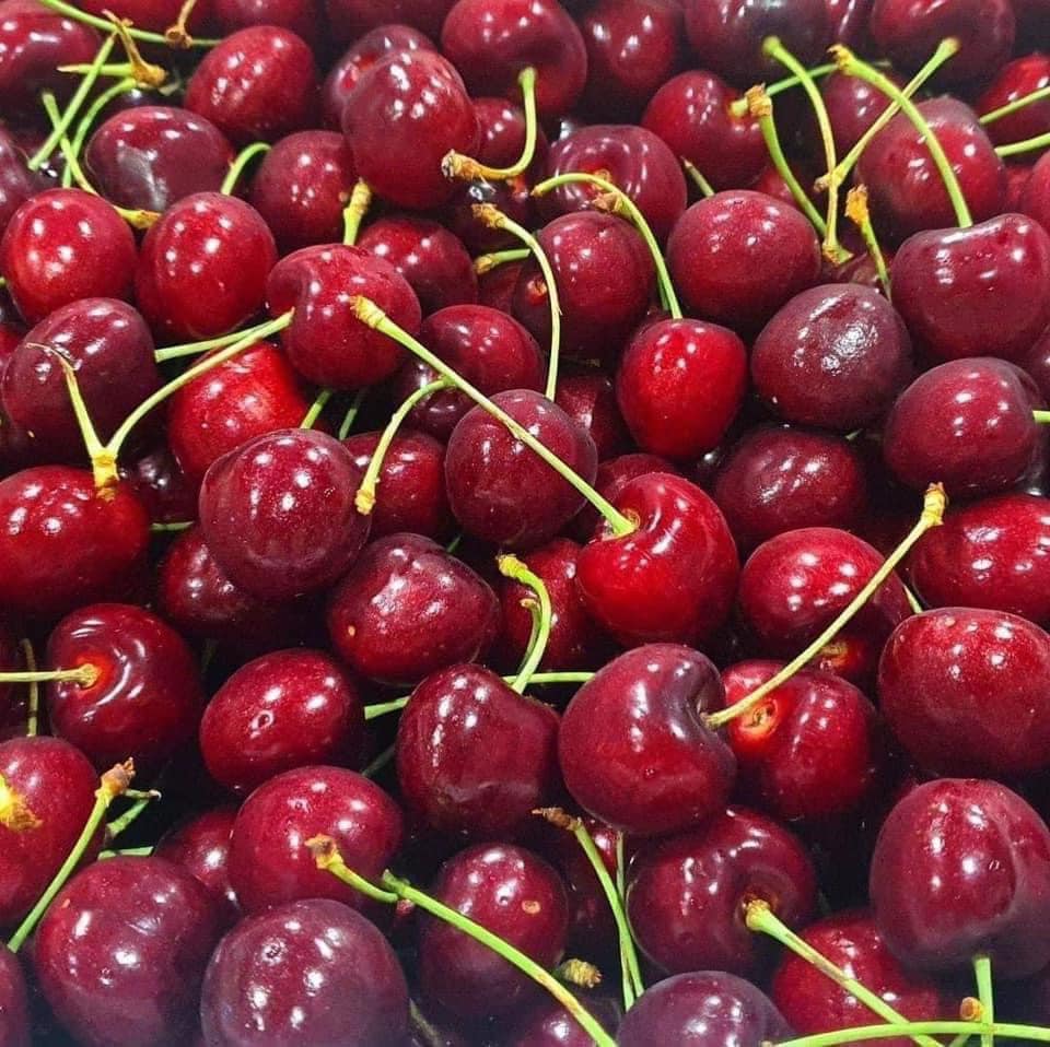 Cây giống Cherry Anh Đào MỸ THẾ HỆ MỚI. [ BẦU TO, SIÊU QUẢ, CÂY CAO 1M ]