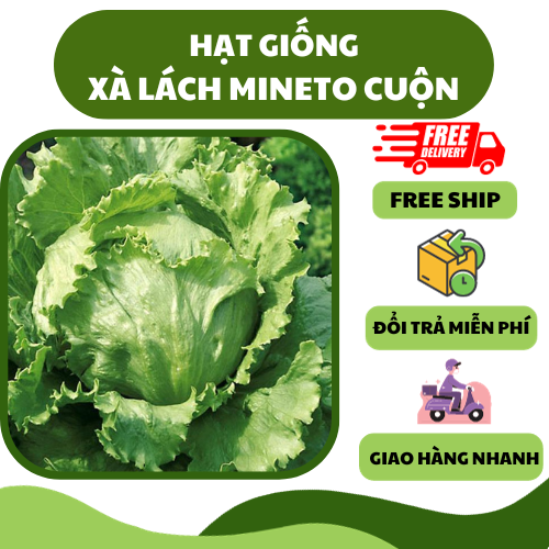Hạt giống rau xà lách Mineto cuộn - thơm ngon, giòn ngọt