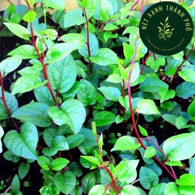 Hạt giống Mồng Tơi Đỏ (mồng tơi tím) - H2T FARM