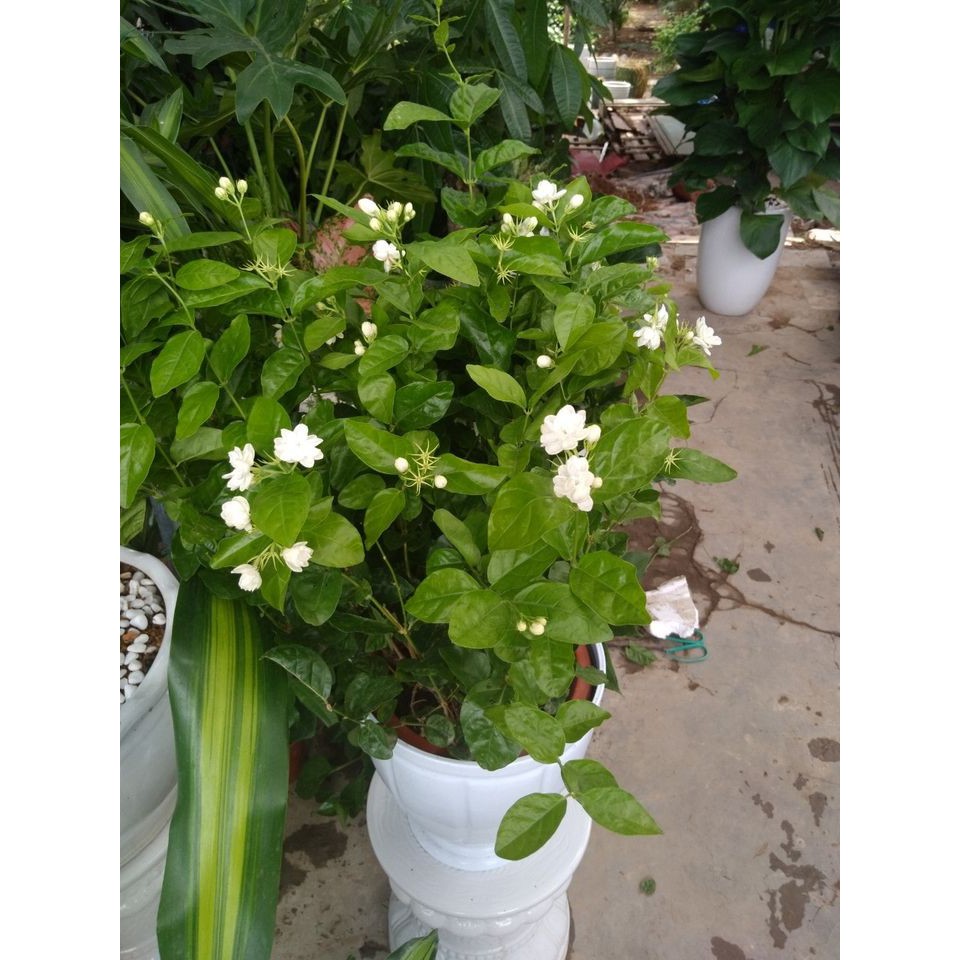 CÂY HOA NHÀI - HOA LÀI TA SIÊU ĐẸP