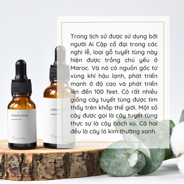 Tinh Dầu Gỗ Tuyết Tùng (Hoàng Đàn) Nguyên Chất Thiên Nhiên, Mùi Gỗ Ấm, xông thơm phòng, khử mùi cơ thể, massage thư giãnChai 10ml