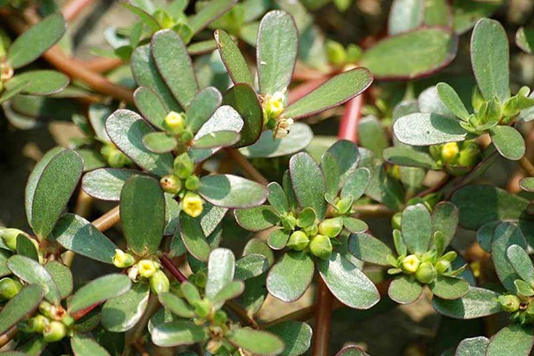rau sam - bầu cây giống